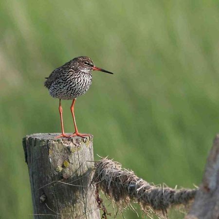 Seevilla Wietjes Whg 5 Baltrum Zewnętrze zdjęcie